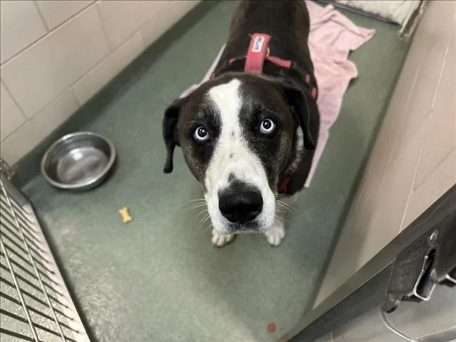 An adult large-sized male Mixed Breed dog named Moose for adoption in Santa Fe, NM