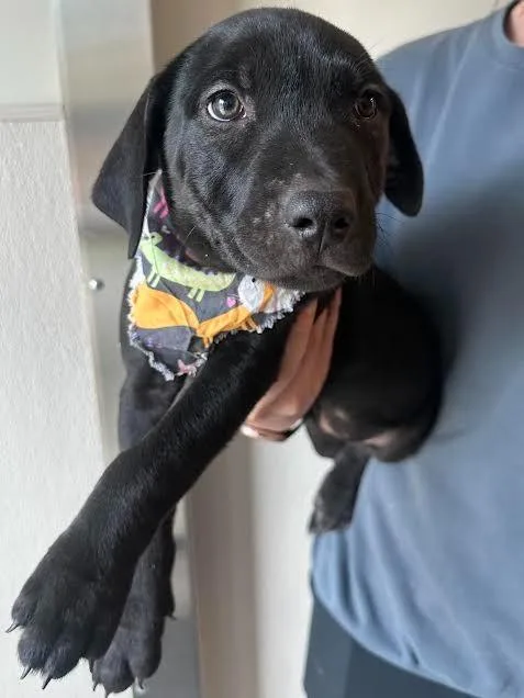 Piper