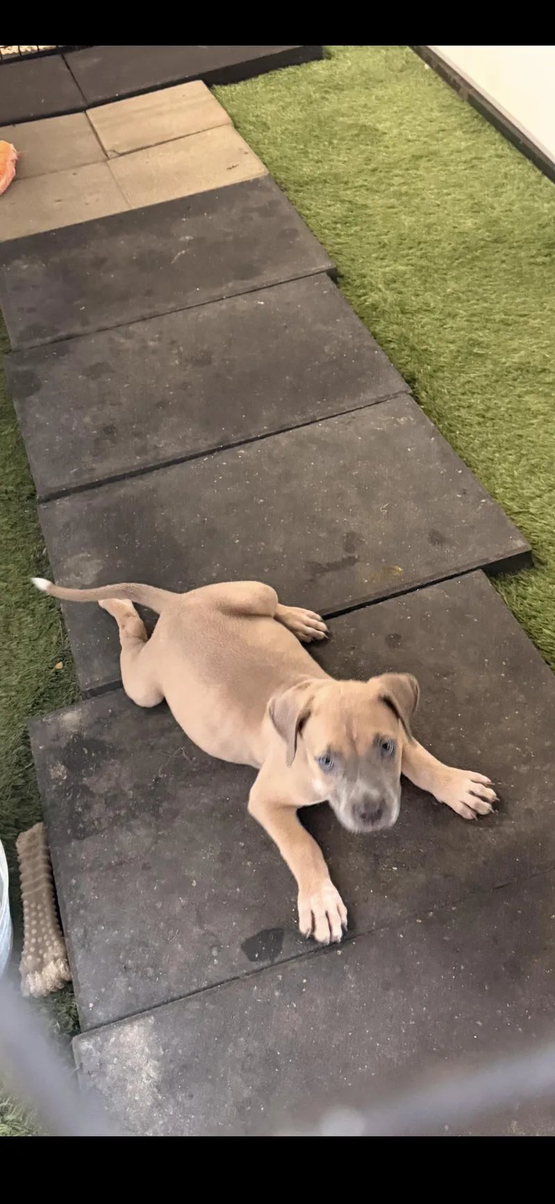 A baby medium-sized female Pit Bull Terrier dog named Zava for adoption in seaside heights, NJ