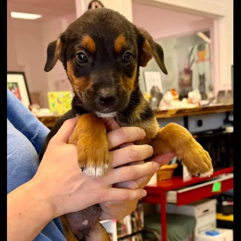 A baby medium-sized male Labrador Retriever dog named Olaf for adoption in Semmes, AL