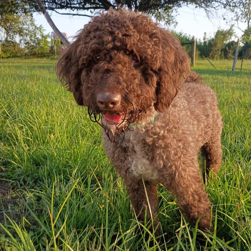 A young medium-sized male Brown / Chocolate Aussiedoodle dog named Reynaldo โ Your New for adoption in Houston, TX