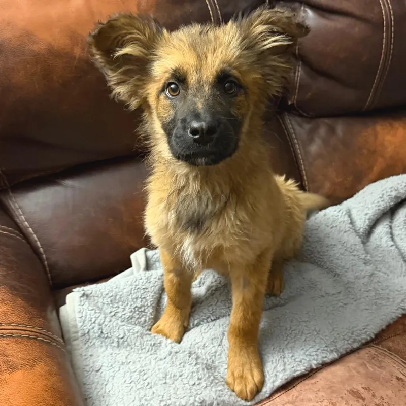A baby small-sized female Brown / Chocolate Mixed Breed dog named Embarcadero for adoption in Buffalo, MN