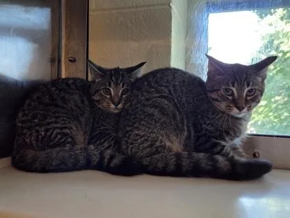 A baby small-sized male Domestic Short Hair cat named Wood Chip for adoption in Westland, MI