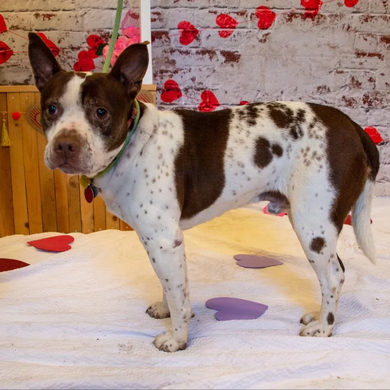A senior medium-sized male Brown / Chocolate Pit Bull Terrier dog named Gump for adoption in Middletown, NY