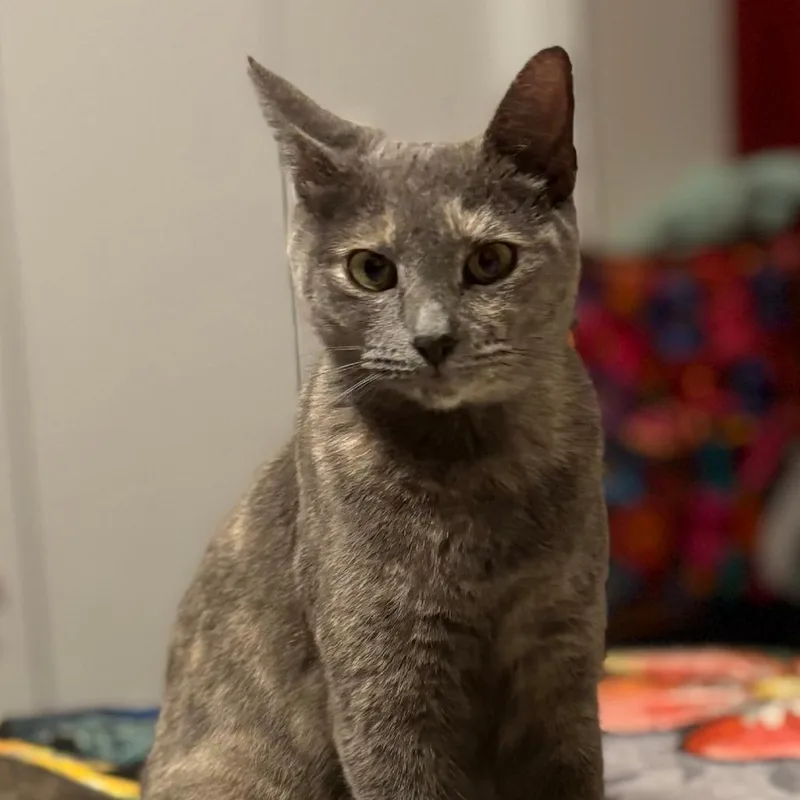 A young medium-sized female Domestic Short Hair cat named Jean for adoption in Corpus Christi, TX