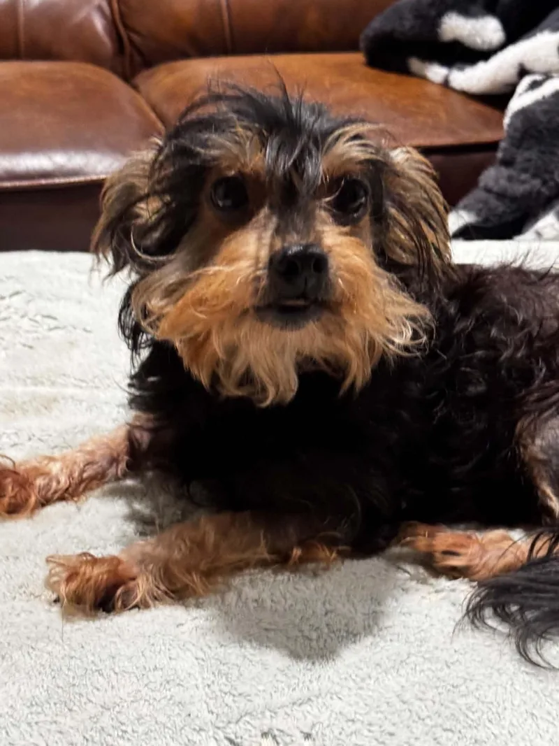 A young small-sized female Yorkshire Terrier dog named Faith for adoption in Lucedale, MS