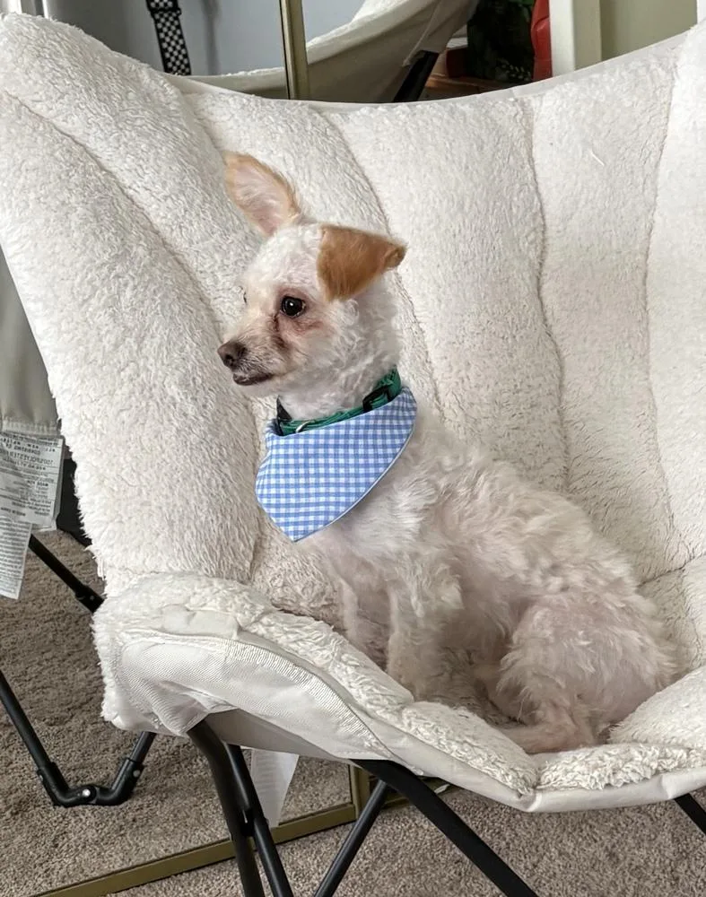 A baby small-sized male Maltese dog named Richie for adoption in Escondido, CA