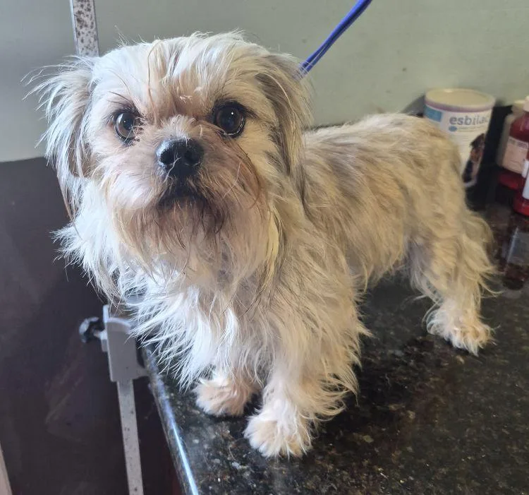An adult small-sized female Apricot / Beige Shih Tzu dog named Darling for adoption in Carrollton, TX