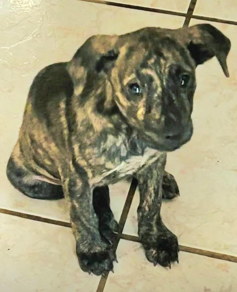 Daisy Tiffany "cuddle With