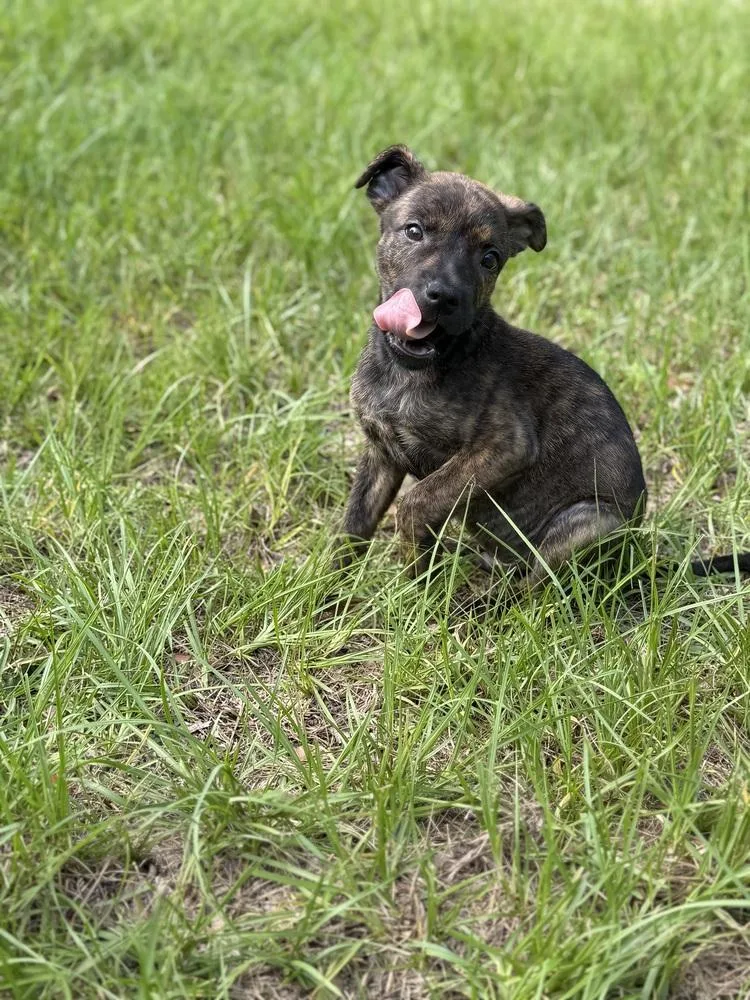 Pharaoh