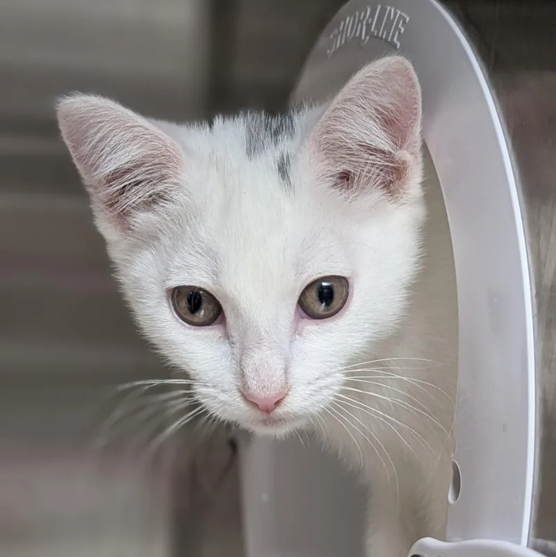 A baby medium-sized female Domestic Short Hair cat named Smidges for adoption in Shoreline, WA