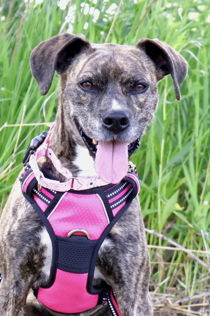 Nala thumbnail 4