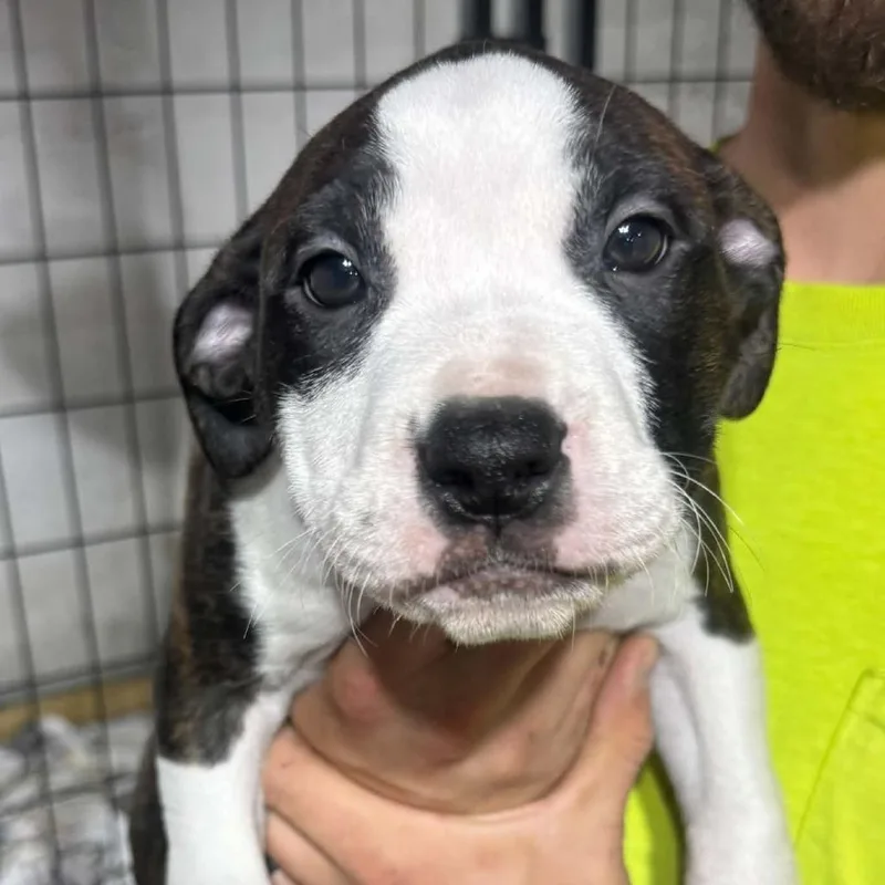 A baby large-sized male Mixed Breed dog named Link for adoption in DeKalb, IL