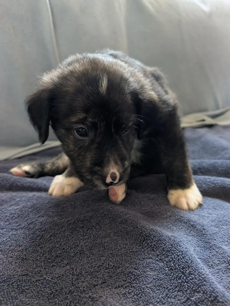 A baby small-sized male Brindle Retriever dog named Lucky Gavi for adoption in Lakeland, FL