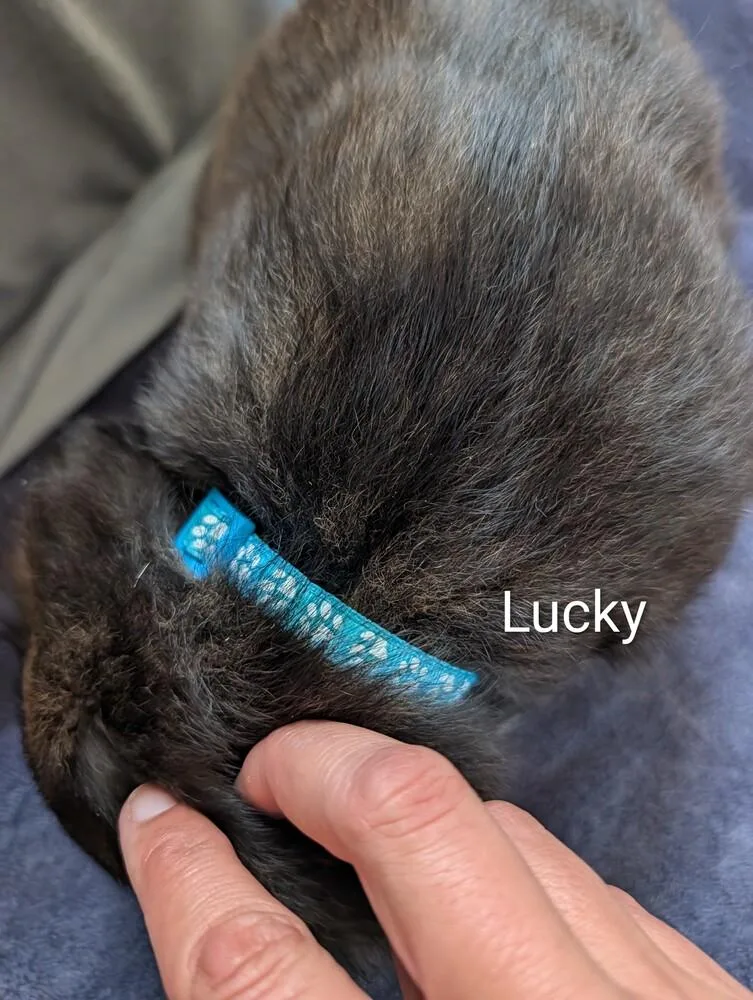 Lucky Gavi thumbnail 5