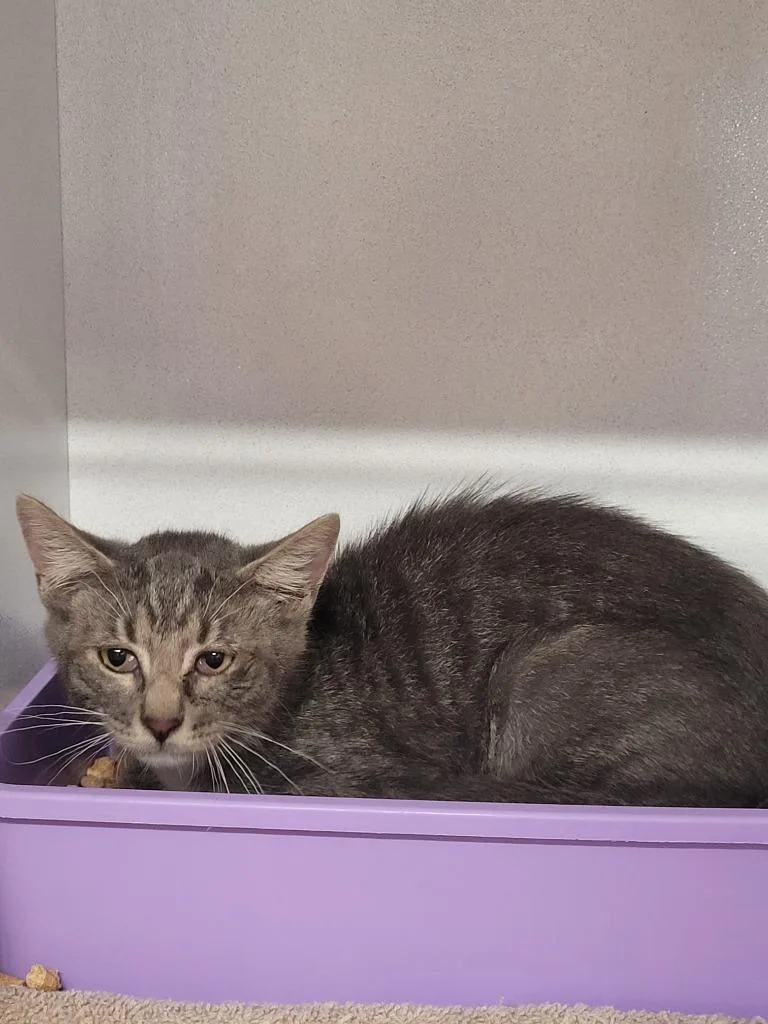 A baby large-sized male Domestic Short Hair cat named Jalapeno for adoption in Huntsville, TX