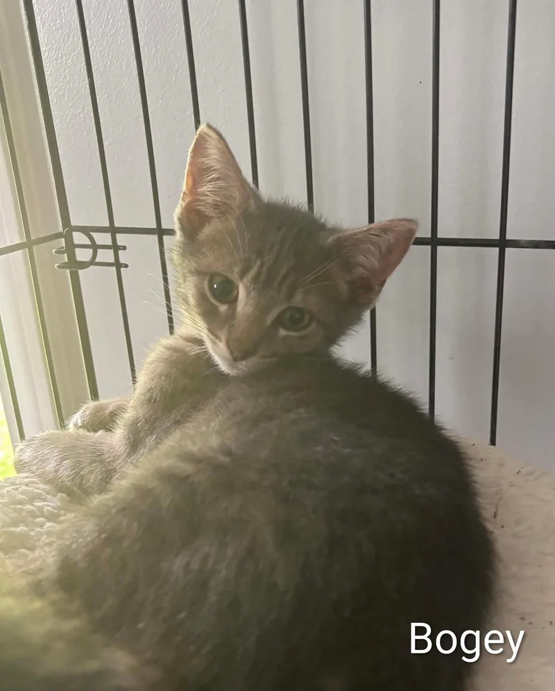 A baby medium-sized female Tabby (Gray / Blue / Silver) Domestic Medium Hair cat named Bogey for adoption in Columbia, MO