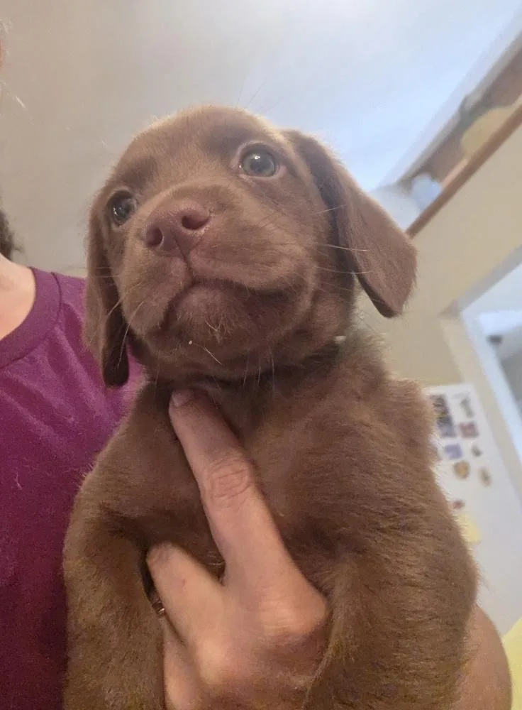 A baby medium-sized male Tricolor (Brown, Black, & White) Dachshund dog named Mothers Craving : Pudding for adoption in Aurora, IN