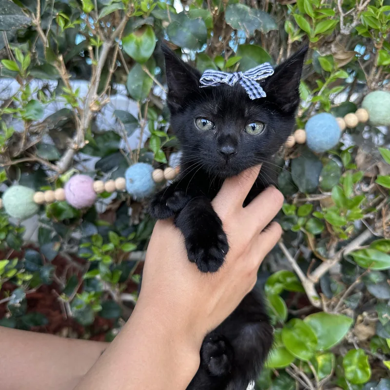 A baby small-sized female Black Domestic Short Hair cat named Sabrina for adoption in South El Monte, CA