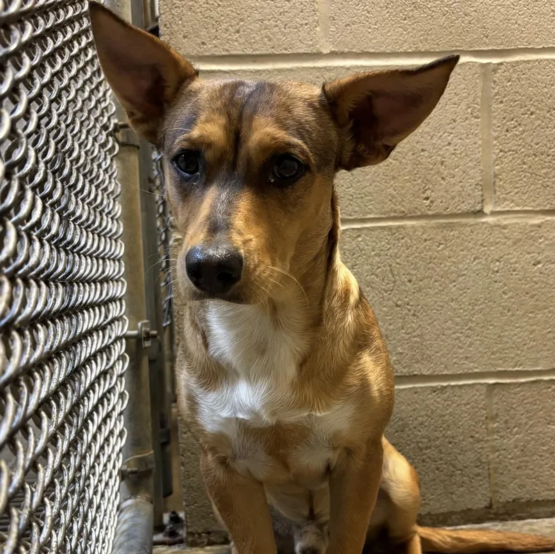 An adult small-sized male Brown / Chocolate Corgi dog named Chip for adoption in Crosby, TX