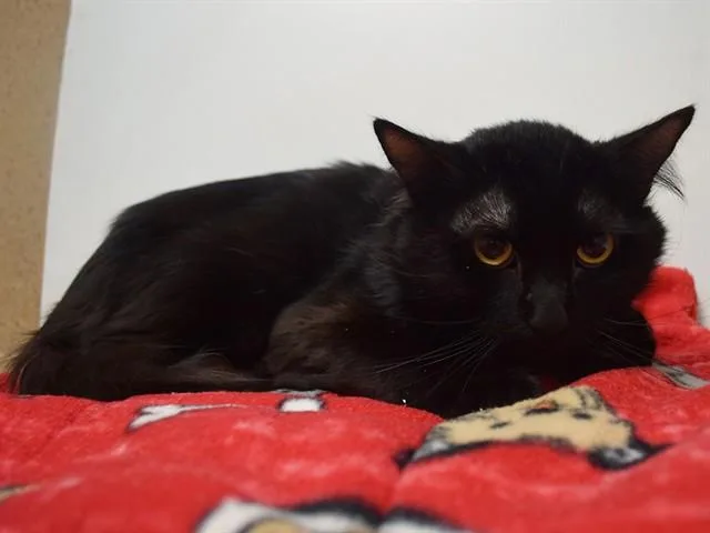 Zak