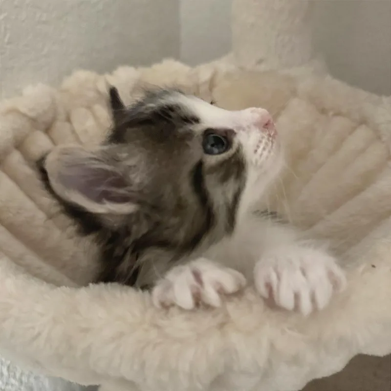 Insatiable Waffle thumbnail 2