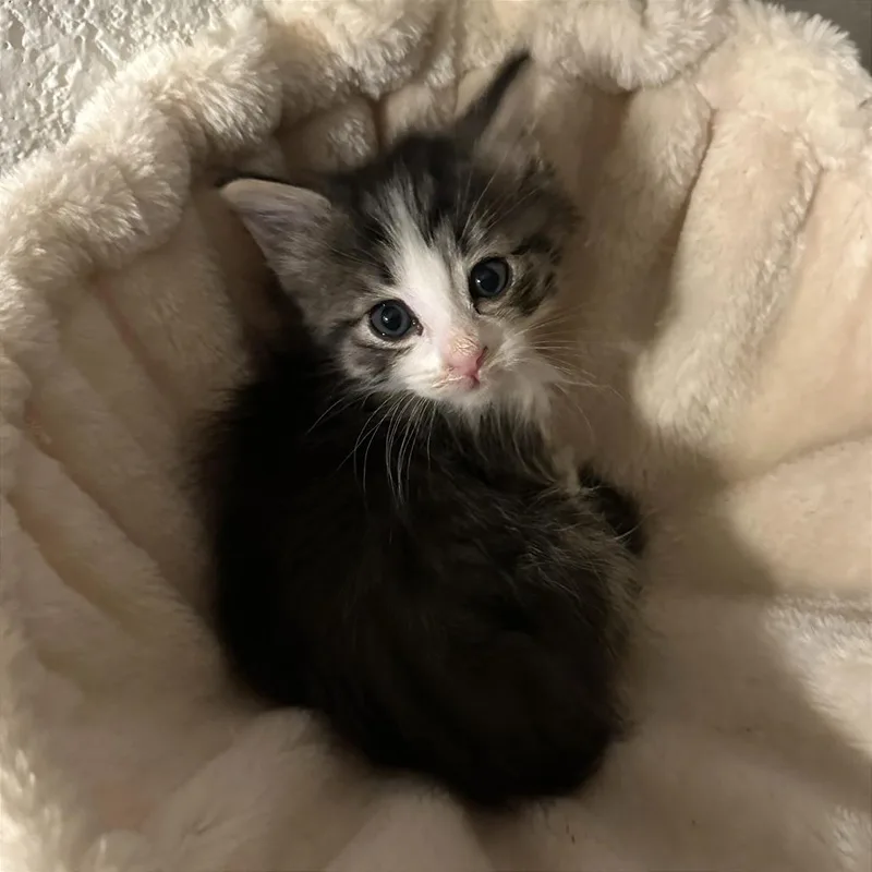 Insatiable Waffle thumbnail 3