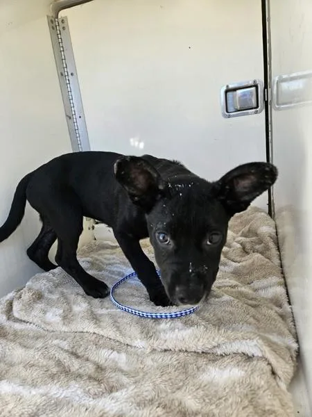 A baby medium-sized female Pit Bull Terrier dog named Juno for adoption in Escondido, CA
