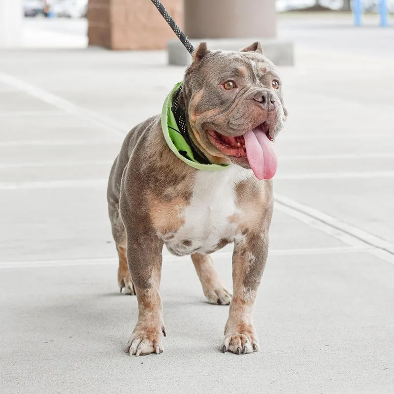 An adult large-sized male Brown / Chocolate English Bulldog dog named Bubba for adoption in Bessemer, AL