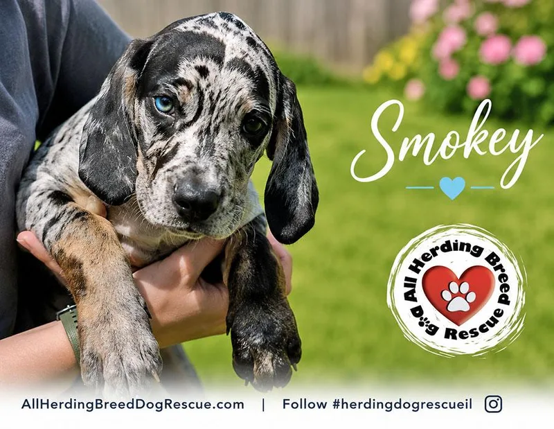 A baby medium-sized male Black Catahoula Leopard Dog dog named Smokey for adoption in Joliet, IL
