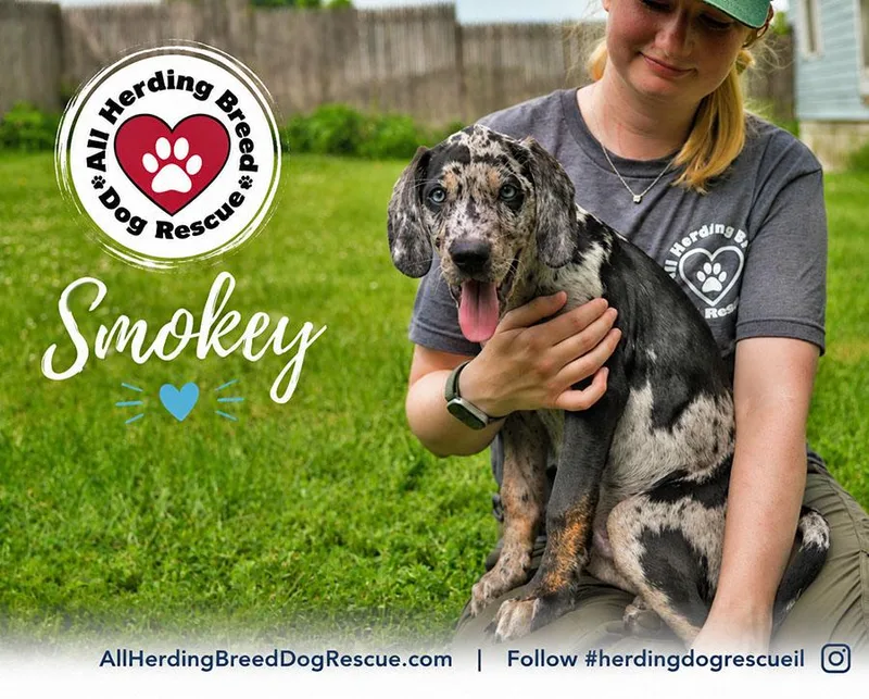 Smokey thumbnail 2