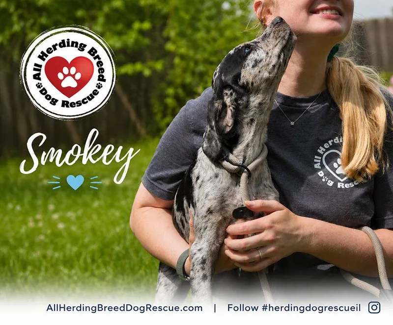 Smokey thumbnail 4
