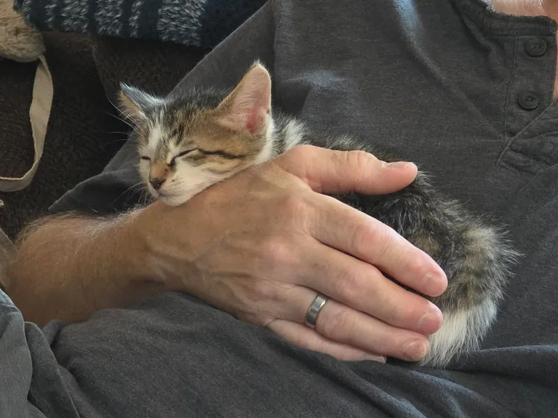 A baby small-sized male Domestic Short Hair cat named Pugsley for adoption in Fond Du Lac, WI
