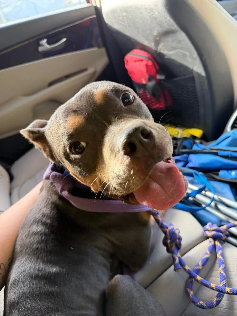 An adult medium-sized male American Bully dog named Heath for adoption in Tulsa, OK