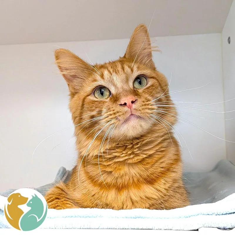 An adult medium-sized male Orange / Red Domestic Medium Hair cat named Bruce for adoption in Toledo, OH