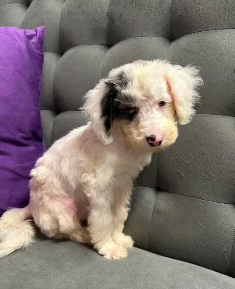 A baby small-sized female Miniature Poodle dog named Helen Home Visit in for adoption in Hartland, WI