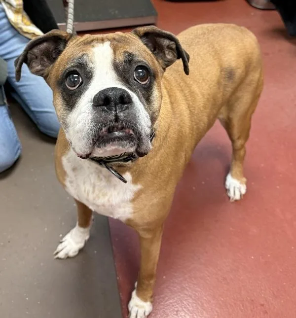 A senior large-sized female Boxer dog named Nina for adoption in Salisbury, MD
