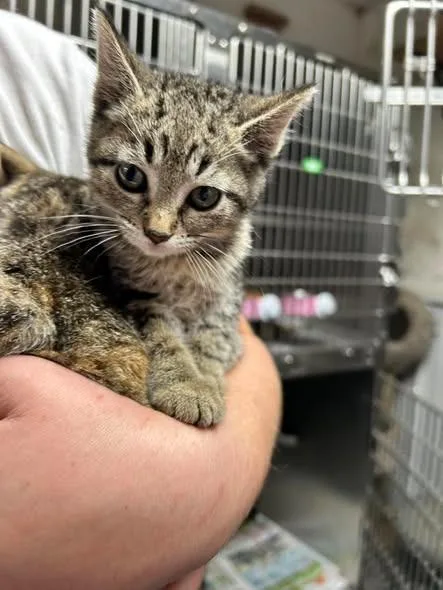 A baby small-sized female Domestic Short Hair cat named Tomatoathena for adoption in Princeton, IN