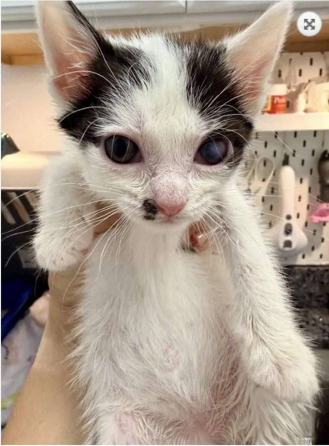 A baby medium-sized female Domestic Short Hair cat named Raritan River for adoption in Trenton, NJ