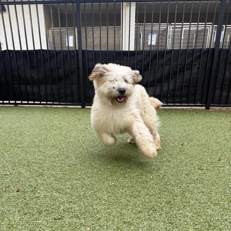An adult medium-sized male White / Cream Wheaten Terrier dog named Marshmallow for adoption in Charlottesville, VA