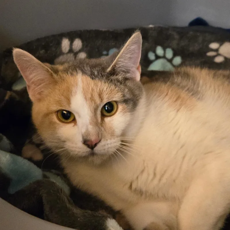 A young medium-sized female Calico Domestic Short Hair cat named Beanie for adoption in Waukesha, WI
