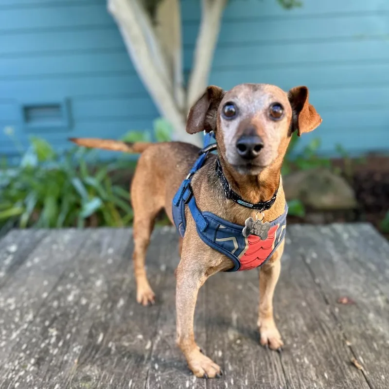 A senior medium-sized male Brown / Chocolate Miniature Pinscher dog named Mighty Joe for adoption in Pacific Grove, CA