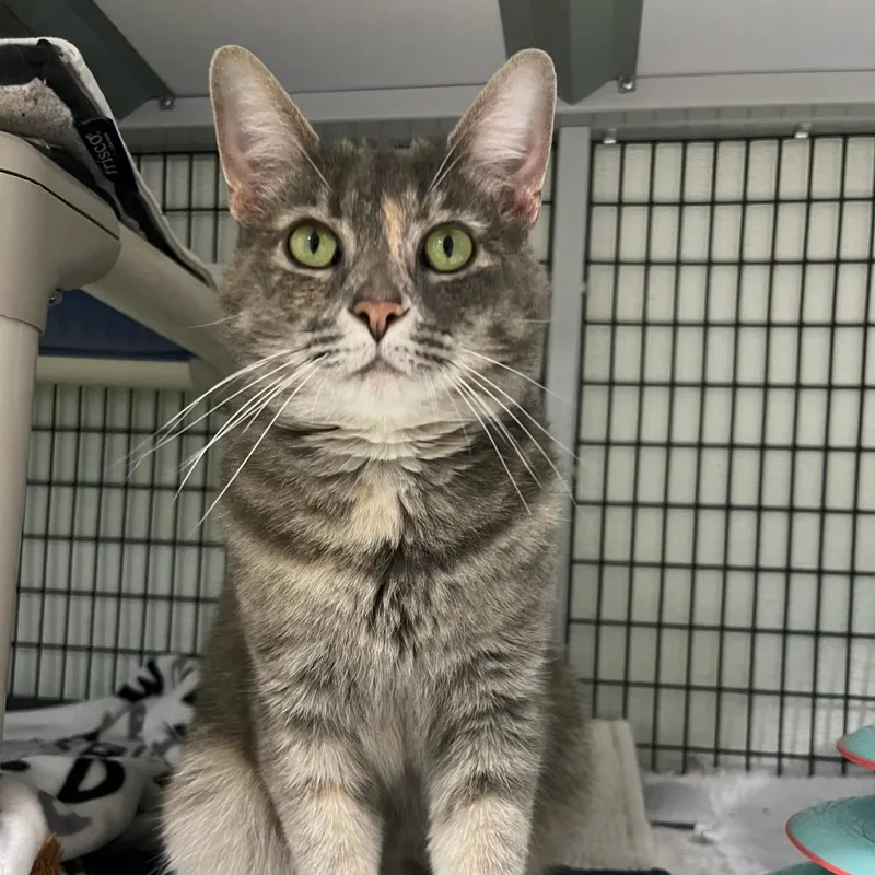 An adult medium-sized female Torbie Domestic Short Hair cat named Gerbil for adoption in Waynesville, NC