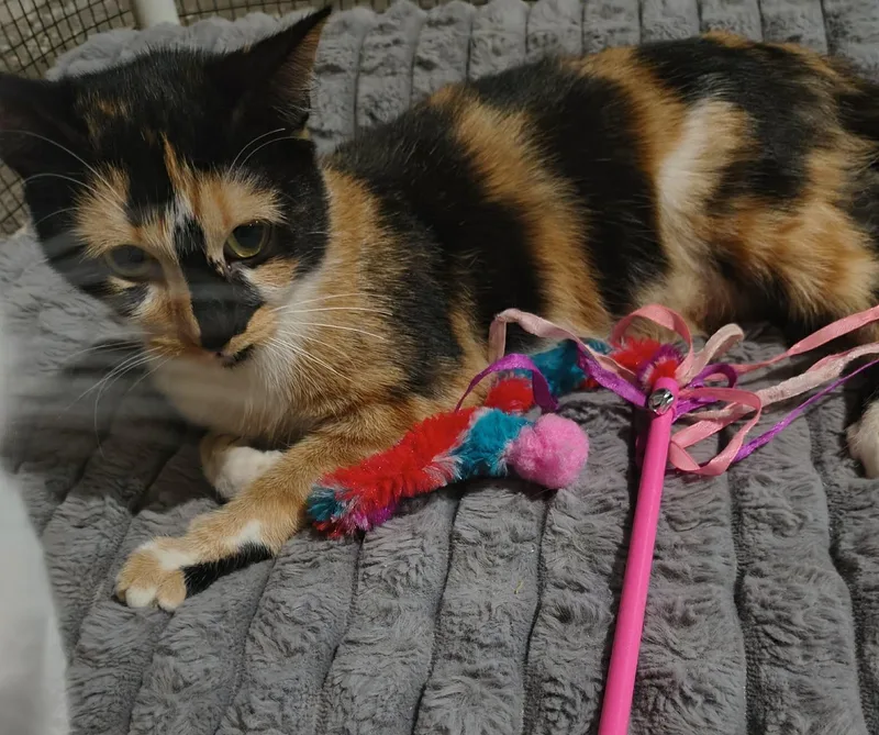 An adult medium-sized female Calico Domestic Short Hair cat named Yvette for adoption in Overland Park, KS