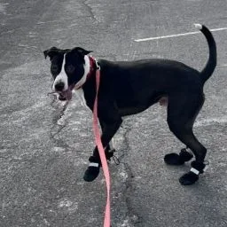 Bocephus thumbnail 4