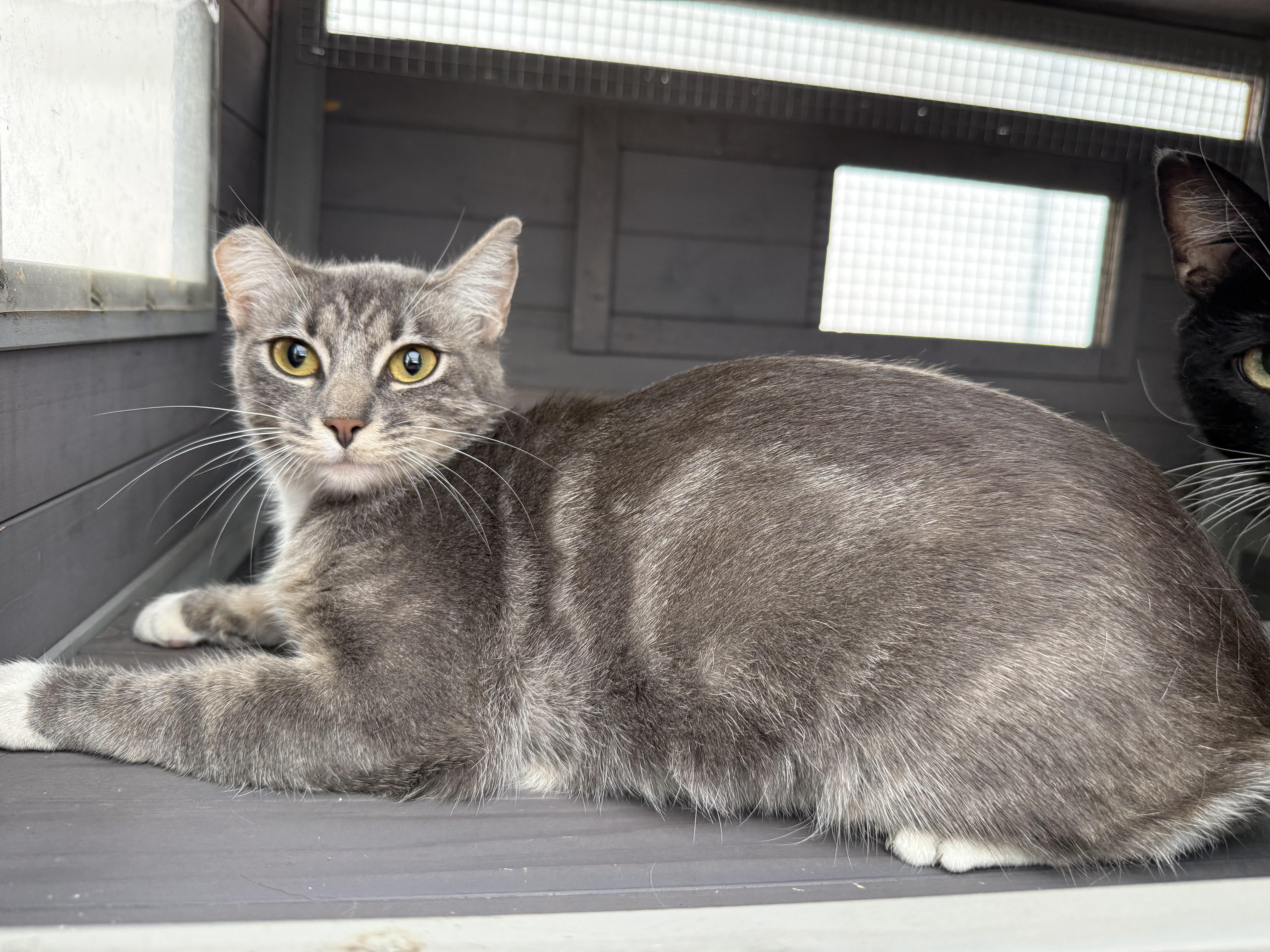 A young medium-sized female Domestic Short Hair cat named Puddles for adoption in Mist, OR