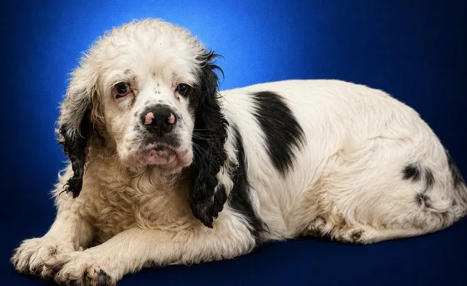 A young medium-sized female White / Cream Cocker Spaniel dog named Mavis for adoption in Boca Raton, FL
