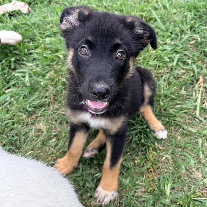 A baby large-sized female German Shepherd Dog dog named Eloise for adoption in Bryan, TX
