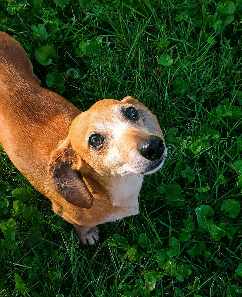 An adult small-sized female Dachshund dog named Lilyanne for adoption in Lee's Summit, MO