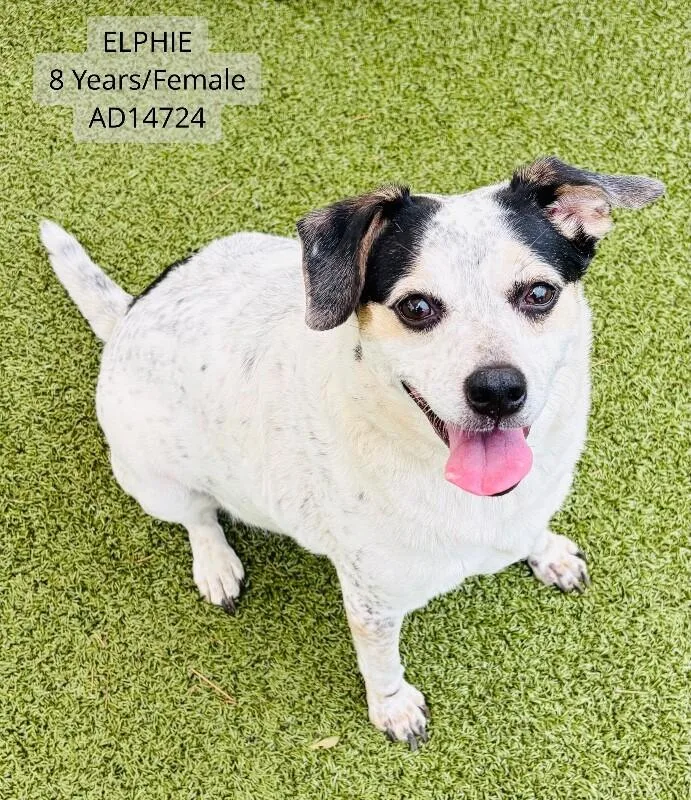 An adult medium-sized female Black Jack Russell Terrier dog named Elphie for adoption in Supply, NC